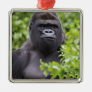 Sök efter gorilla julgransprydnader Djur