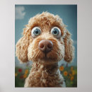 Sök efter labradoodle posters Hund
