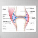 Sök efter anatomical posters Diagram