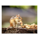 Sök efter chipmunk posters Natur