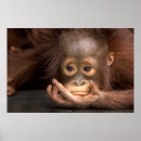 Sök efter orangutan posters Regnskog