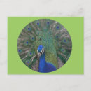 Sök efter peafowl kort Färgstark