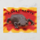 Sök efter newt vykort Djur
