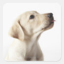 Sök efter labrador valp klistermärken Arbetshämtning