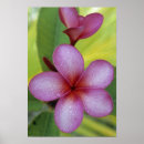 Sök efter rosa plumeria posters Grönt