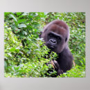 Sök efter gorilla posters Foto