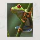 Sök efter reptilar vykort Natur