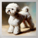 Sök efter bolognese hund Ras