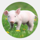 Sök efter piglet klistermärken Söt