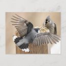 Sök efter bröst fotografi Natur