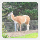 Sök efter guanaco Kamelit