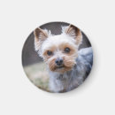 Sök efter yorkie magneter Porträtt