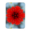 Sök efter köp kylskåps magneter Blommor