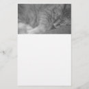 Sök efter tabby katt fotografi Orange