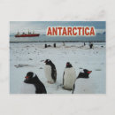 Sök efter gentoo Antarktisk
