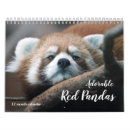 Sök efter röd panda Människor (allmänt)