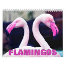 Sök efter flamingo fotografi Vilda djur