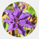 Sök efter clematis klistermärken Blommigt
