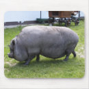 Sök efter piggy musmattor För alla
