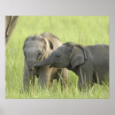 Sök efter indisk elefant posters India