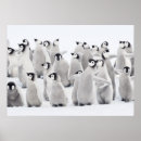 Sök efter kejsare posters Fågel