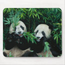 Sök efter bambu elektronik Panda
