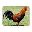 Sök efter tupp magneter Cockerel