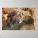 Sök efter schimpans posters Apa