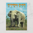 Sök efter etosha vykort Afrika