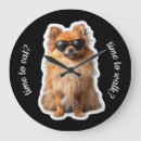Sök efter pomeranian hund Hundar