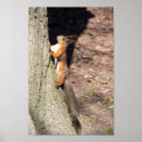 Sök efter röd ekorre posters Söt