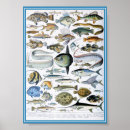 Sök efter shell posters Fish