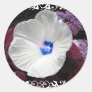 Sök efter snöre klistermärken Hibiscus