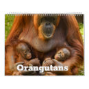 Sök efter orangutan fotografi Vilda djur
