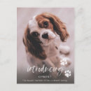 Sök efter valp fotokort Hund