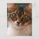 Sök efter fluffig kattunge vykort Katter