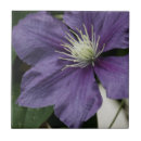 Sök efter clematis hem presenter Lila