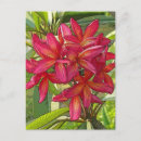 Sök efter plumeria vykort Blommigt
