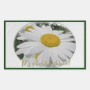 Sök efter leucanthemum Blomma