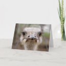 Sök efter ostrich kort Foto