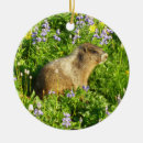 Sök efter marmot heminredning För alla
