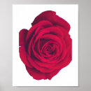Sök efter rosa passion posters Röd