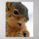 Sök efter kritiker fotografi Ekorrar