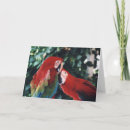 Sök efter macaws kort Papegoja