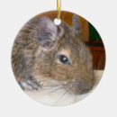 Sök efter degus Gnagare