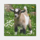 Sök efter barnyard magneter Get