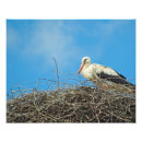 Sök efter stork posters Fågel