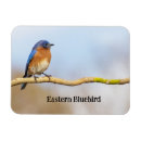 Sök efter bluebirds magneter För alla