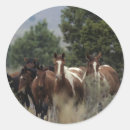 Sök efter mustang klistermärken Grupp
