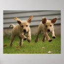Sök efter gul labrador retriever posters Valp